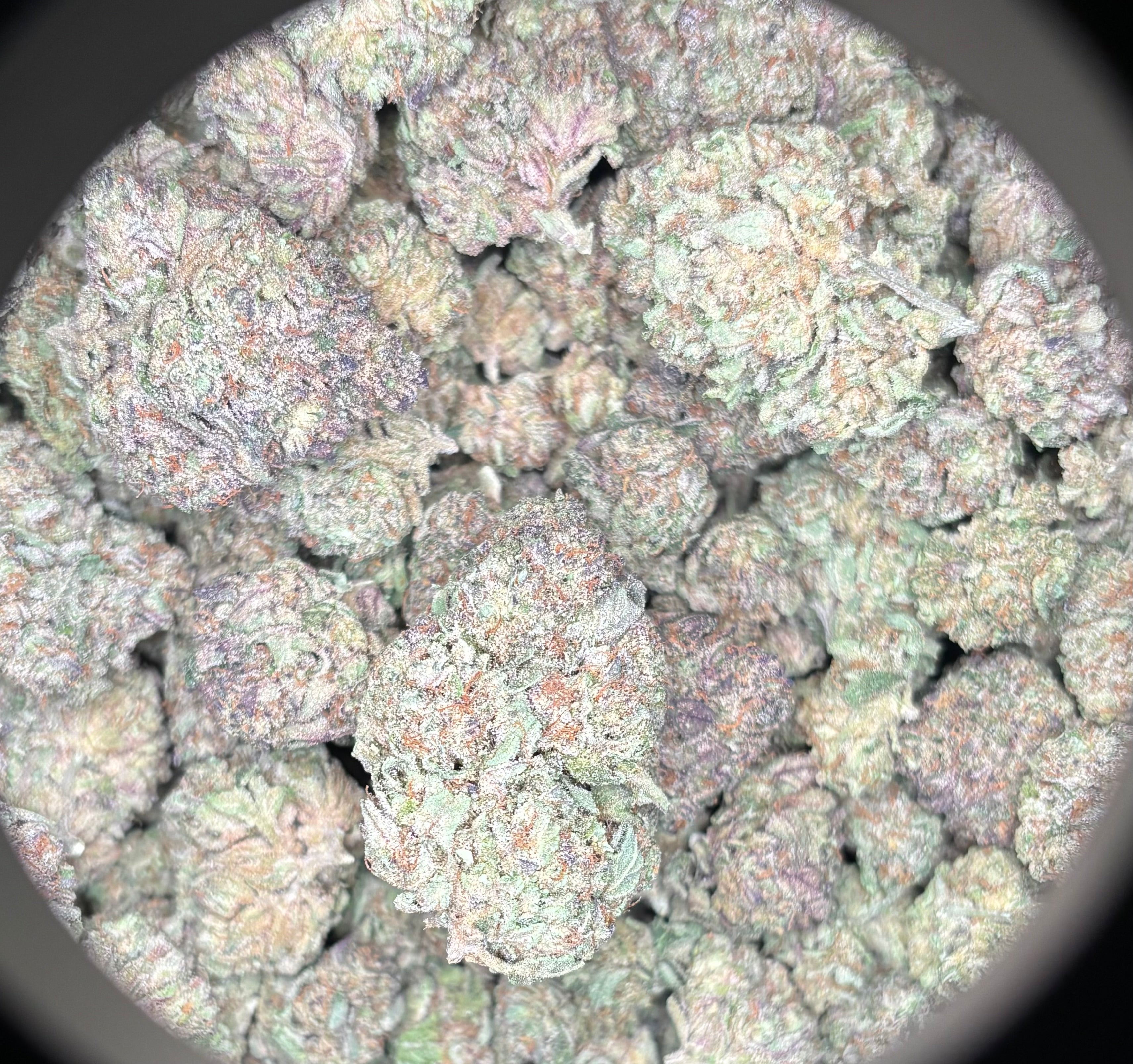 Ice Cream Alpha 14g - Premium Flower